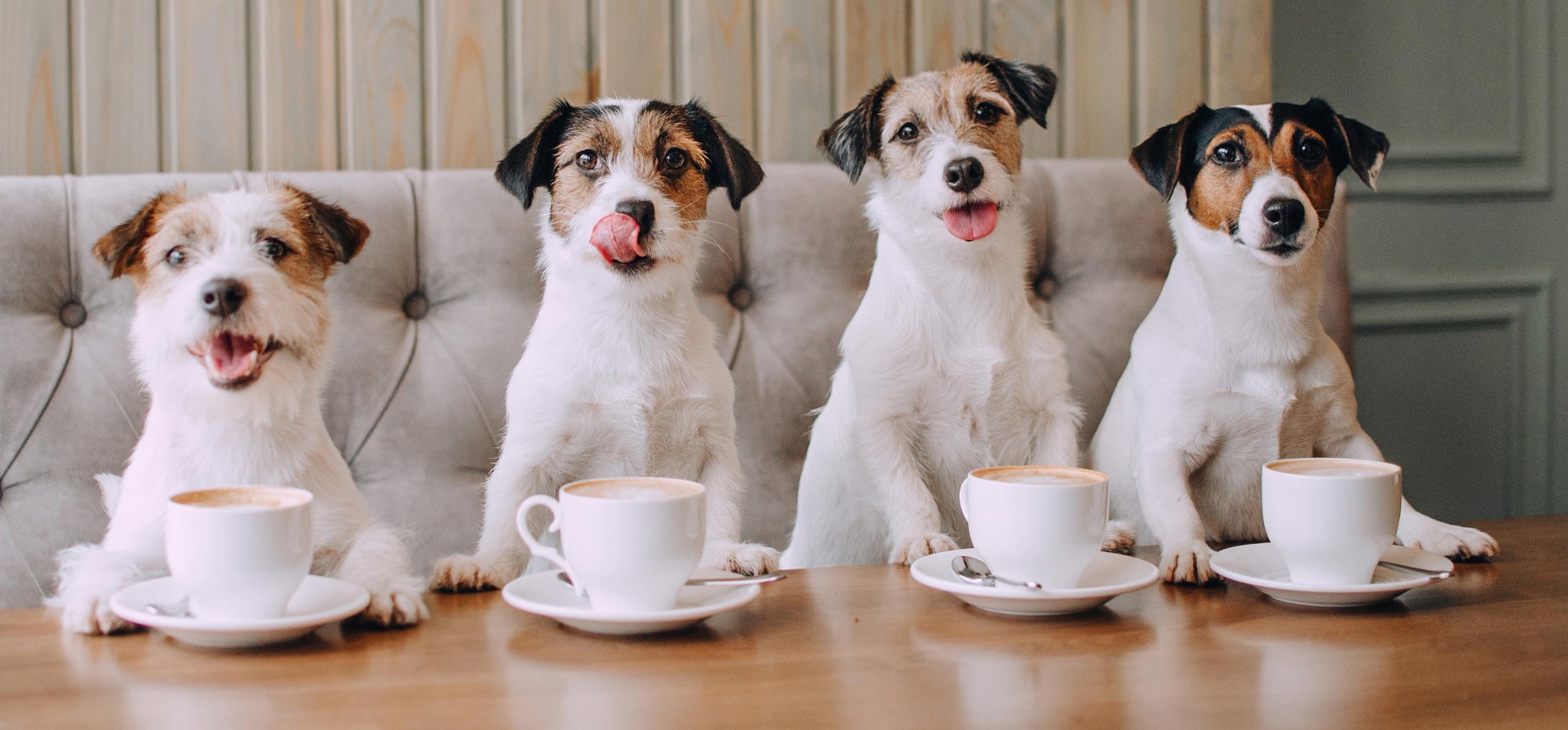 Coffee Dogs Cropped 2